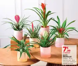 U Express Mixte bromelias offre