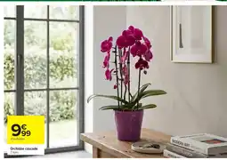 Carrefour Orchidée cascade offre