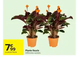 Carrefour Plante fleurie offre