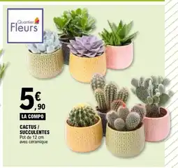 E.Leclerc Cactus / succulentes offre