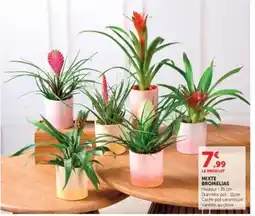 Hyper U Mixte bromelias offre