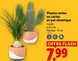 Lidl Plantes vertes en pot céramique offre