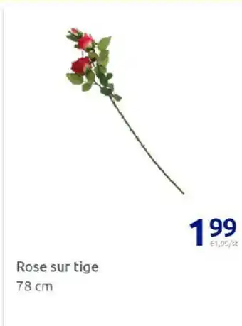 Action Rose Sur Tige offre