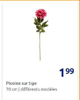 Action Pivoine Sur Tige offre