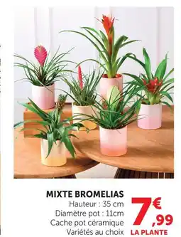 U Express Mixte bromelias offre