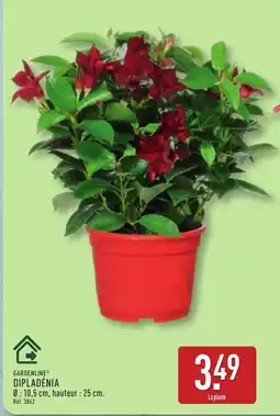 ALDI GARDENLINE Dipladénia offre
