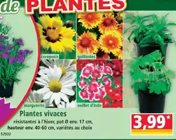 Norma Plantes vivaces offre