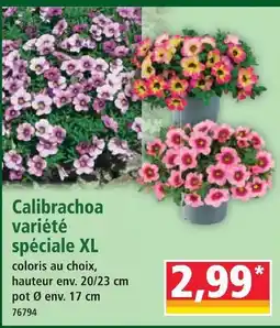 Norma Calibrachoa variété spéciale xl offre