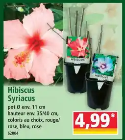 Norma Hibiscus syriacus offre