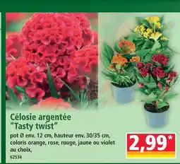 Norma Célosie argentée 'tasty twist' offre