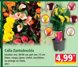 Norma Calla zantedeschia offre