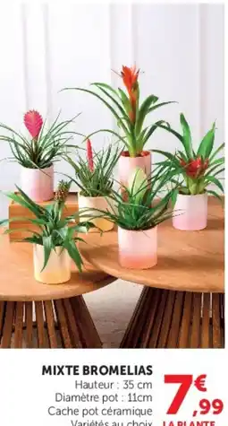 Super U MIXTE BROMELIAS offre