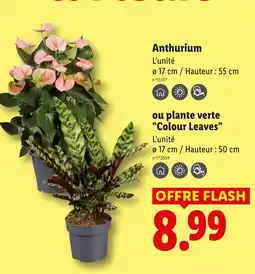 Lidl Anthurium offre