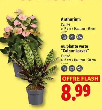 Lidl Anthurium offre