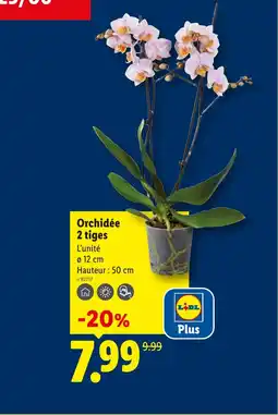 Lidl Orchidée 2 tiges offre