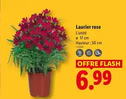 Lidl Laurier rose offre