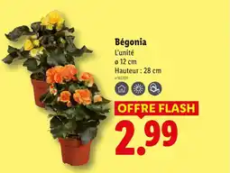 Lidl Bégonia offre