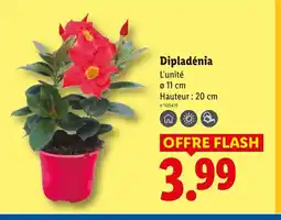 Lidl Dipladénia offre