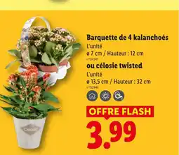 Lidl Barquette de 4 kalanchoés offre