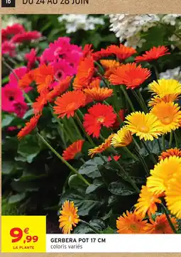 Intermarché Gerbera pot offre