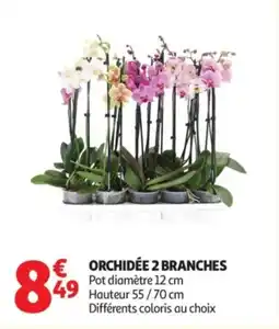 Auchan Orchidée 2 branches offre