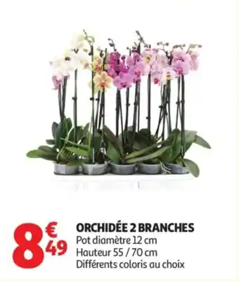 Auchan Orchidée 2 branches offre