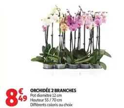 Auchan Orchidée 2 branches offre