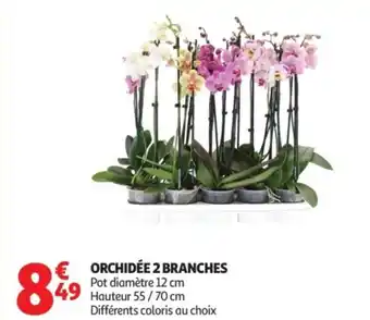 Auchan Orchidée 2 branches offre