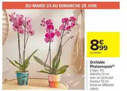 Carrefour Market Orchidée Phalaenopsis offre