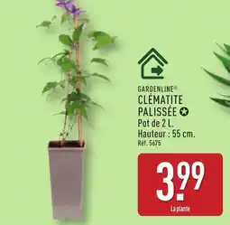 ALDI GARDENLINE Clématite palissée offre
