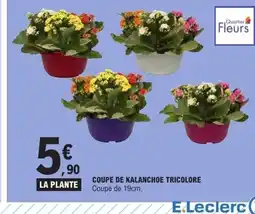 E.Leclerc Coupe de kalanchoe tricolore offre