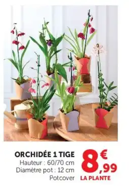 Hyper U ORCHIDÉE 1 TIGE offre
