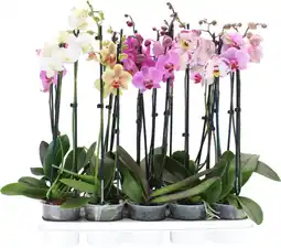 Auchan Supermarché Sans marque orchidée 2 branches offre
