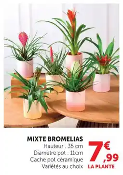Hyper U Mixte bromelias offre
