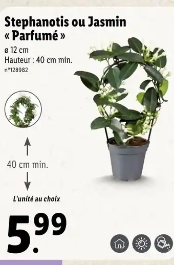 Lidl Stephanotis Ou Jasmin offre