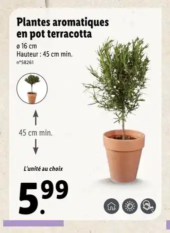 Lidl Plantes Aromatiques offre