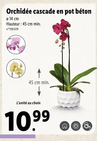 Lidl Orchidée Cascade En Pot Béton offre