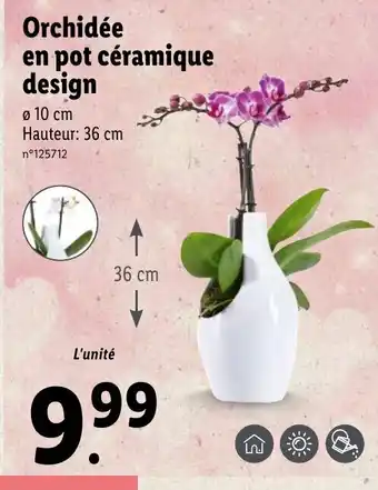 Orchidée En Pot céramique