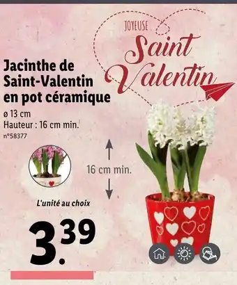 Lidl Jacinthe de Saint-Valentin offre