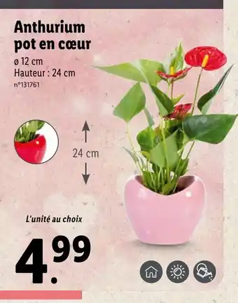 Lidl Anthurium Pot En Cœur offre