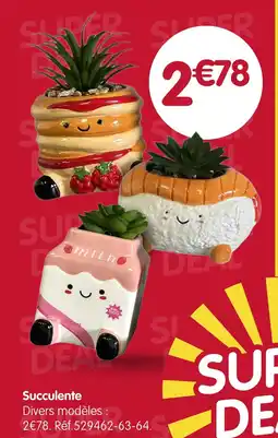 b&m Succulente pancake modèle offre