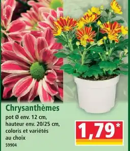 Norma Chrysanthèmes offre