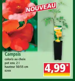 Norma Campsis offre