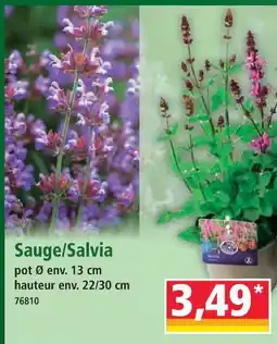 Norma Sauge/salvia offre