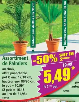 Norma Assortiment de palmiers offre