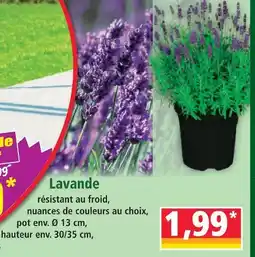 Norma Lavande offre