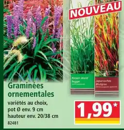 Norma Graminées ornementales offre