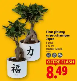 Lidl Ficus ginseng en pot céramique japon offre