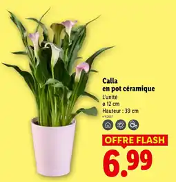 Lidl Calla en pot céramique offre