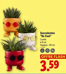 Lidl Succulentes be cool offre